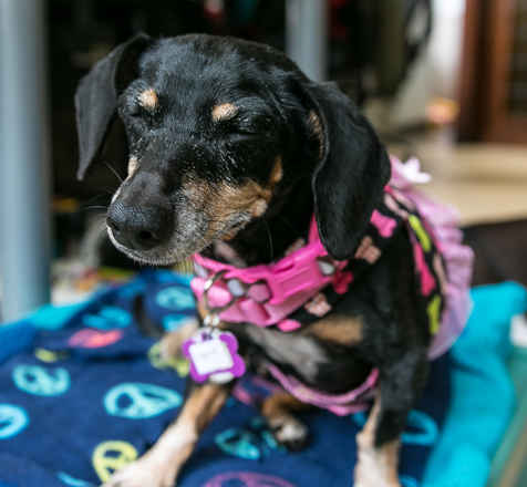 Frannie