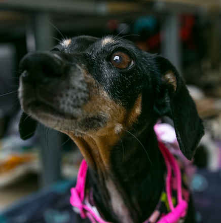 Frannie