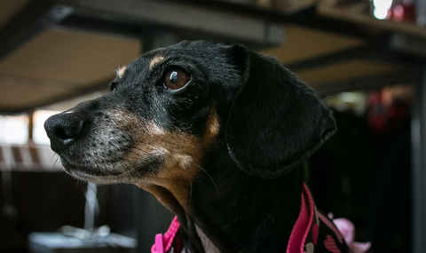 Frannie