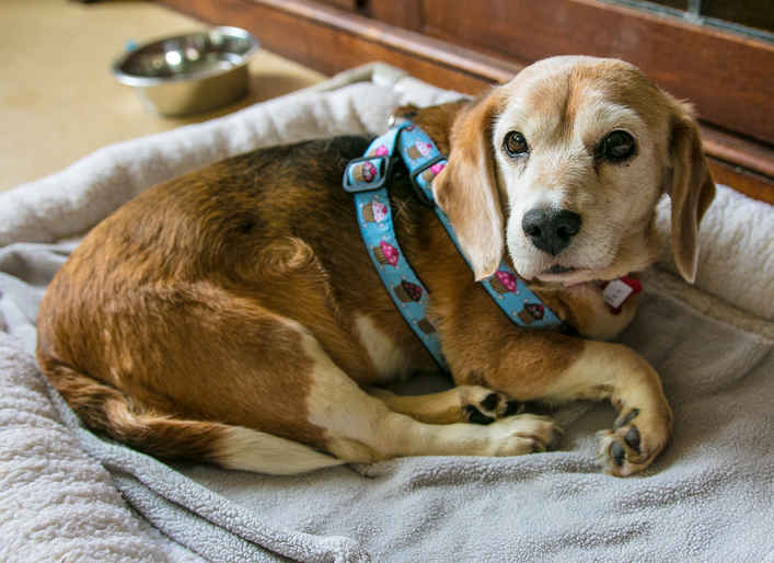 Bea