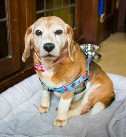 Bea