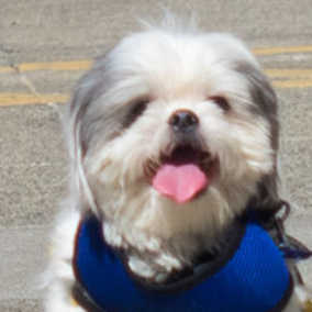 Dudley