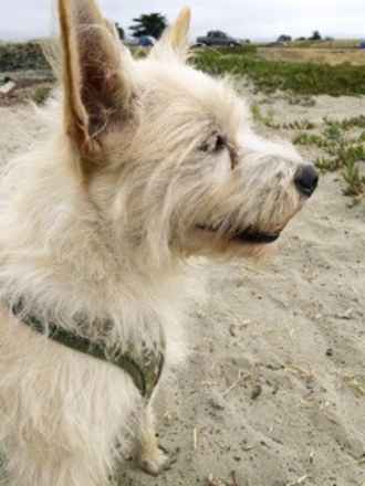 Bogey
