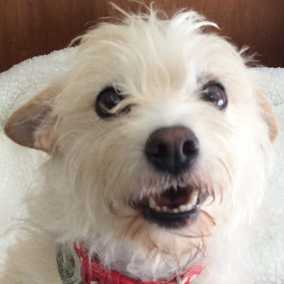 Bogey