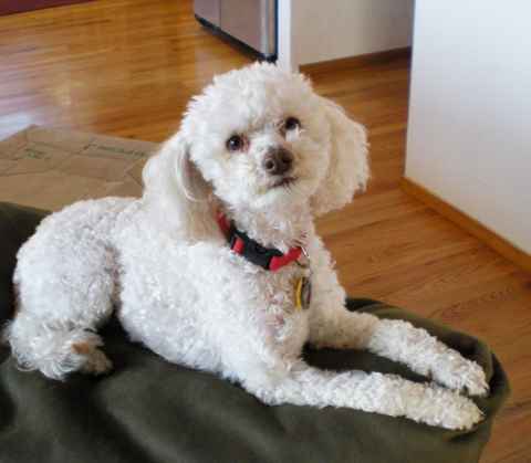 Trudy