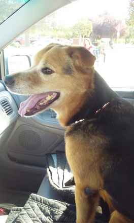 Sheba