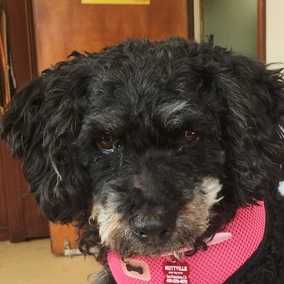 Stella