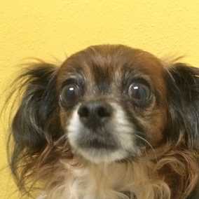 Fritz