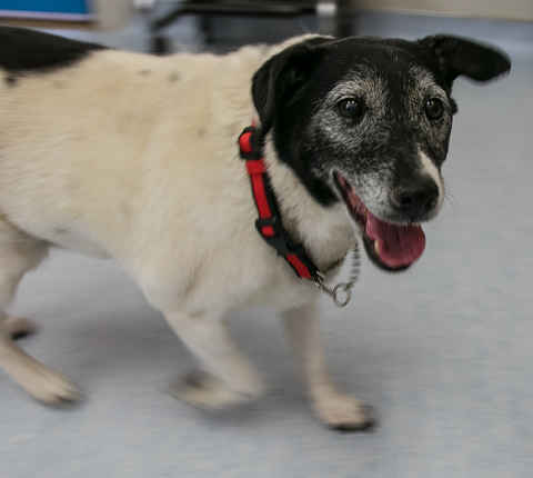 Lollipop