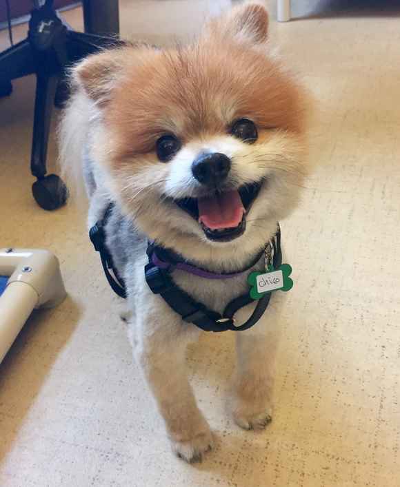 Chico