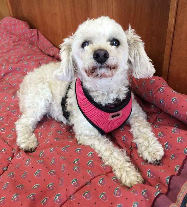 Dottie