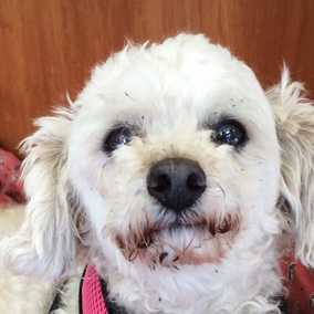 Dottie