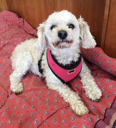 Dottie
