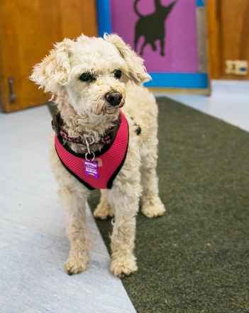 Dottie