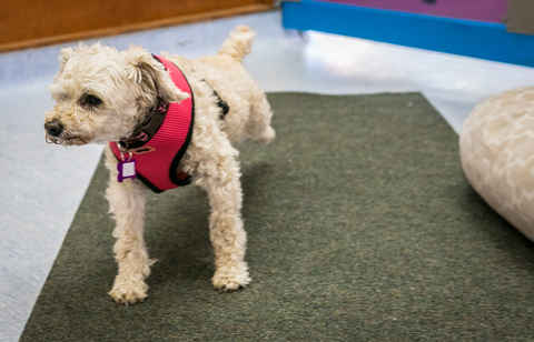 Dottie