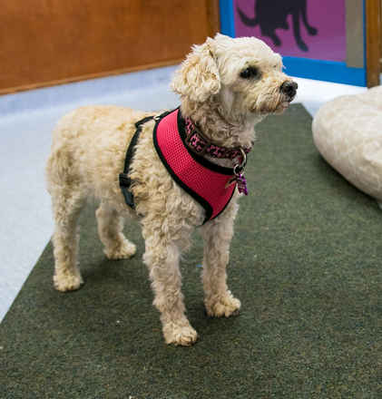 Dottie