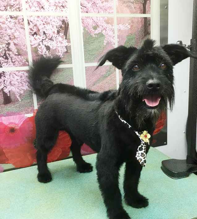 Brando