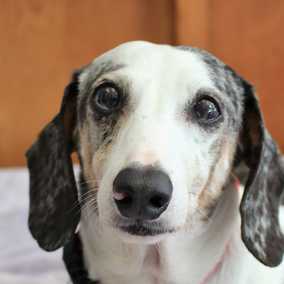 Thurston
