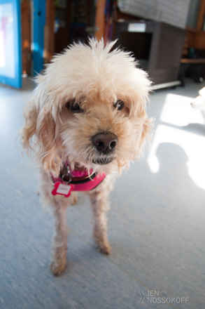 Roxanne