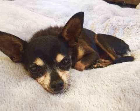 Louie (now Maxi)