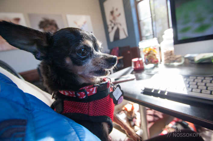 Louie (now Maxi)