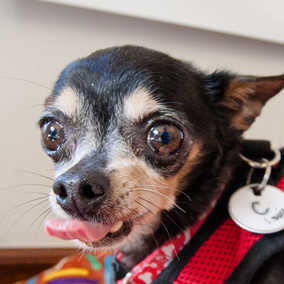 Louie (now Maxi)