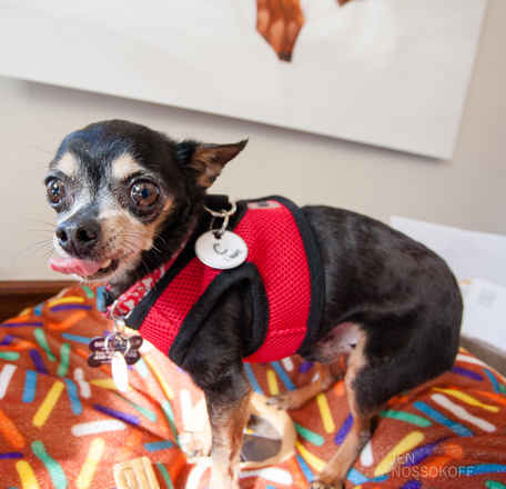Louie (now Maxi)