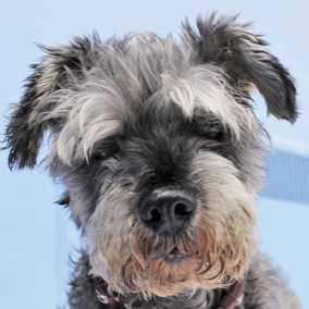 Lulu