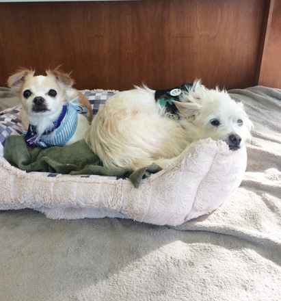 Pebbles and Bam Bam