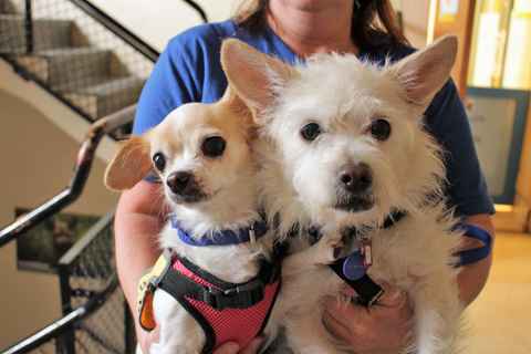 Pebbles and Bam Bam