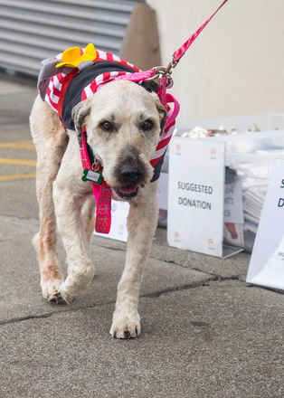 Clover