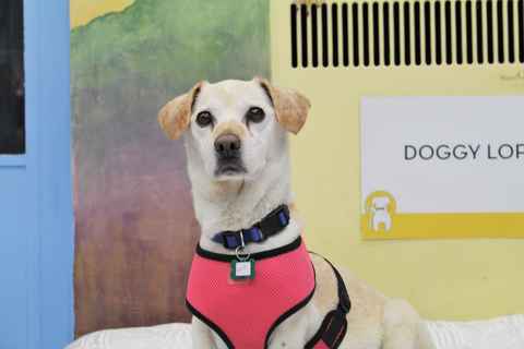 Roscoe