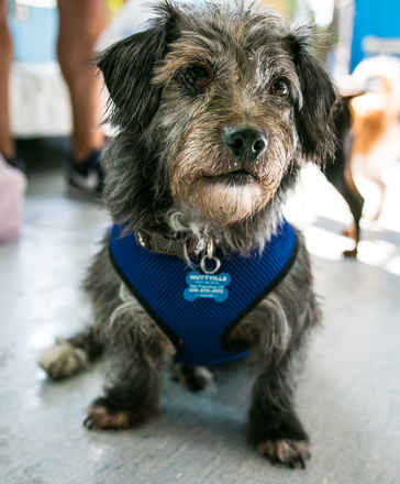Skipper