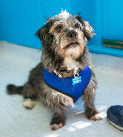 Skipper