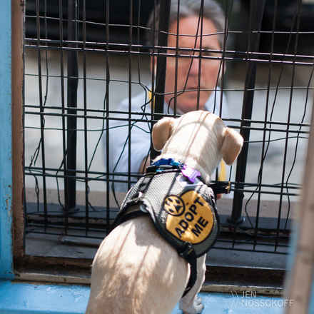 Bouncer