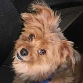 Bono
