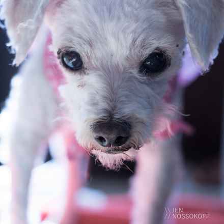 Phoebe