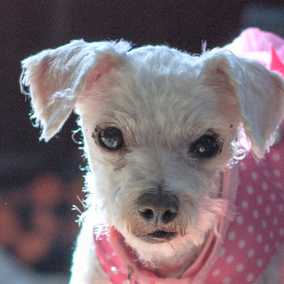 Phoebe
