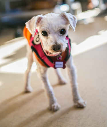 Phoebe