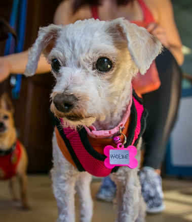 Phoebe