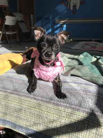 Trixie