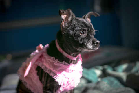 Trixie