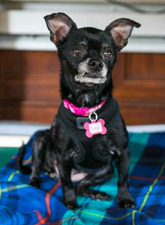 Trixie