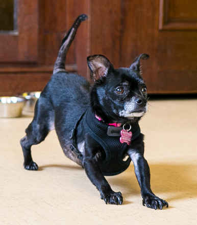 Trixie