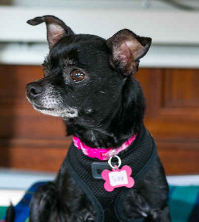 Trixie