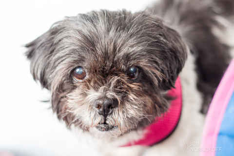 Nanette