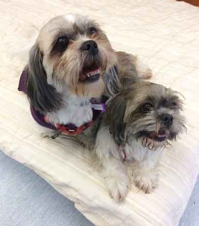 Penny and Queenie
