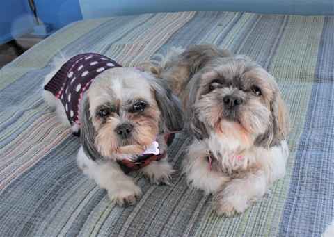 Penny and Queenie