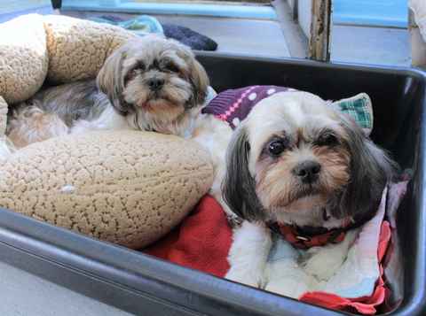 Penny and Queenie