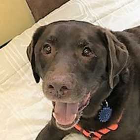 Bo